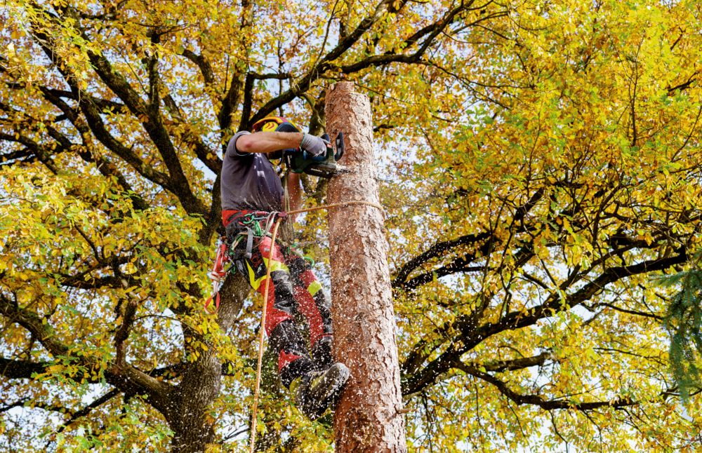 Metabo Akku-Kettensäge MS 18 LTX BL 25, 18 V, in zwei Ausführungen