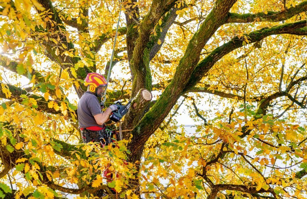 Metabo Akku-Kettensäge MS 18 LTX BL 25, 18 V, in zwei Ausführungen